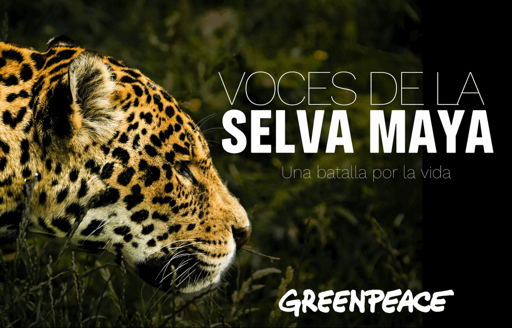 Portada del documental "Voces de la Selva Maya" de Greenpeace México en la que se muestra un jaguar.