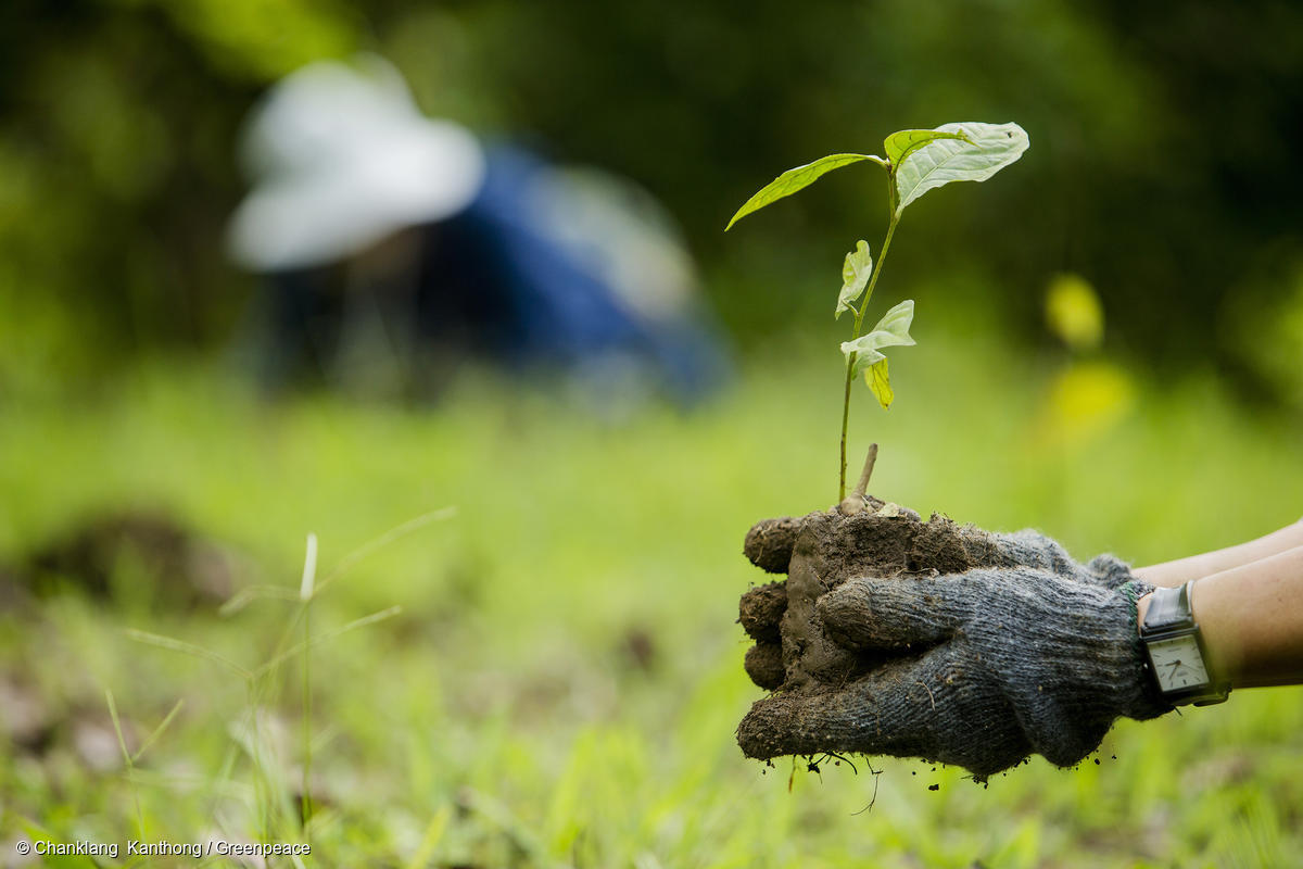 Fotografía de un par de manos sosteniendo una planta lista para ser sembrada.