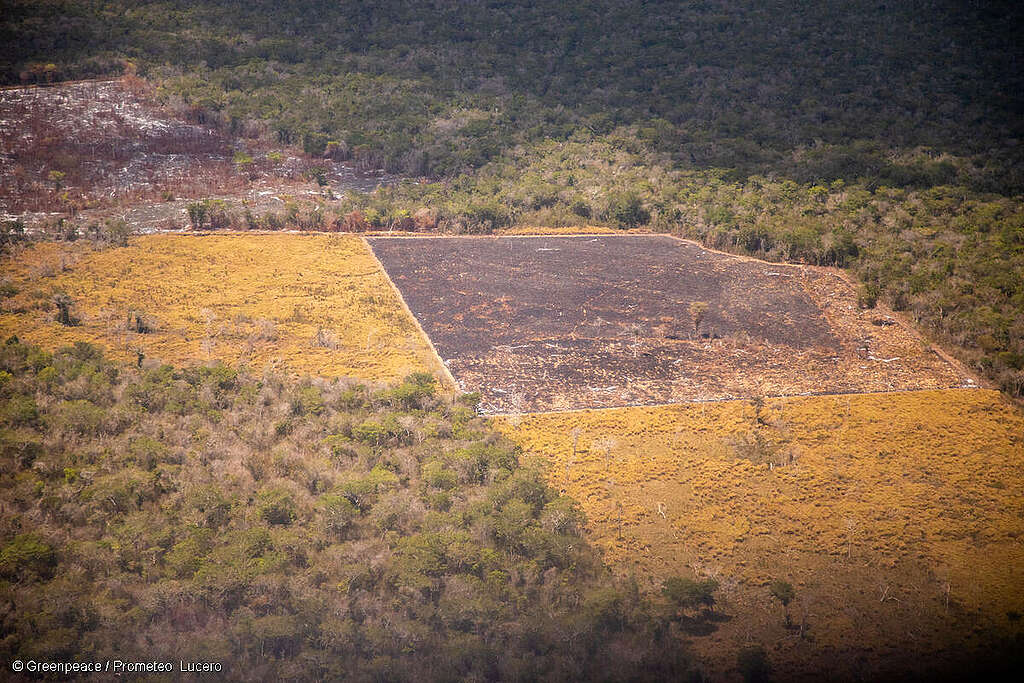 Vista aérea de incendios forestales en Nuevo Canaán, Quintana Roo. Vista aérea de incendios forestales en Nuevo Canaán, Quintana Roo.