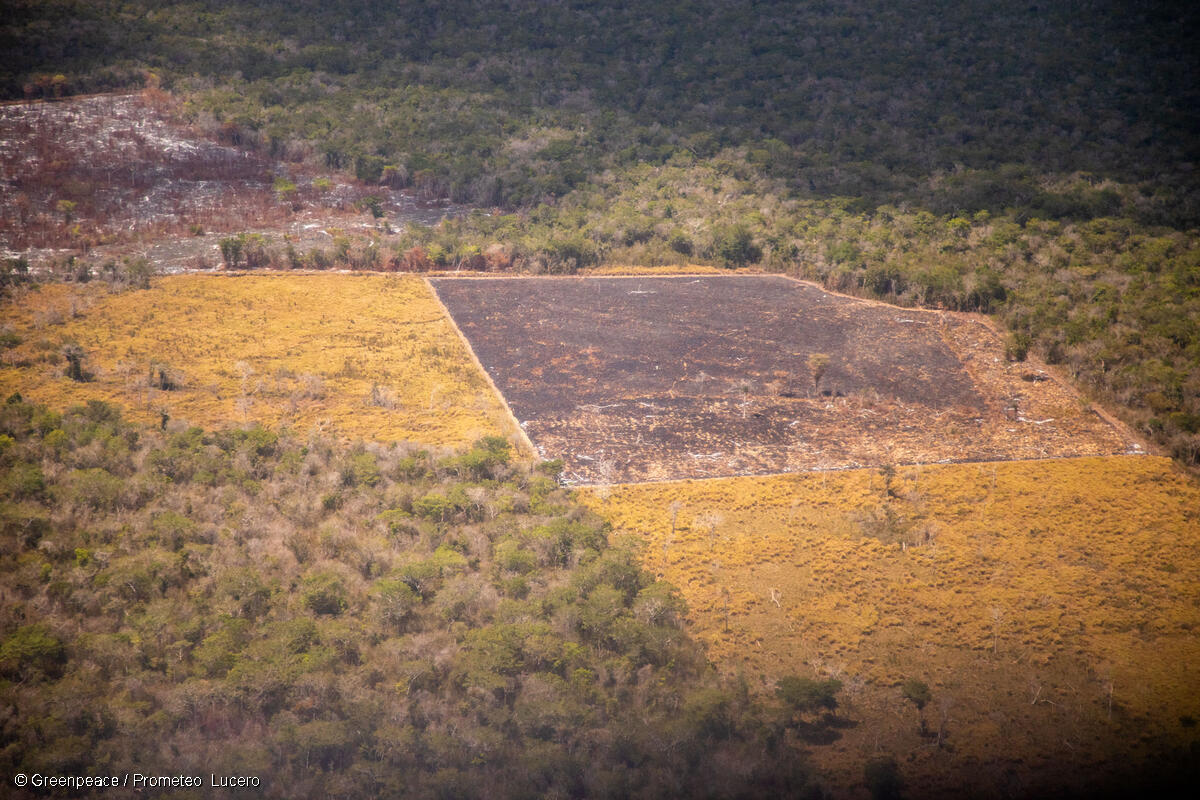 Qué es la deforestación y cómo afecta a tu vida diaria sin que lo notes