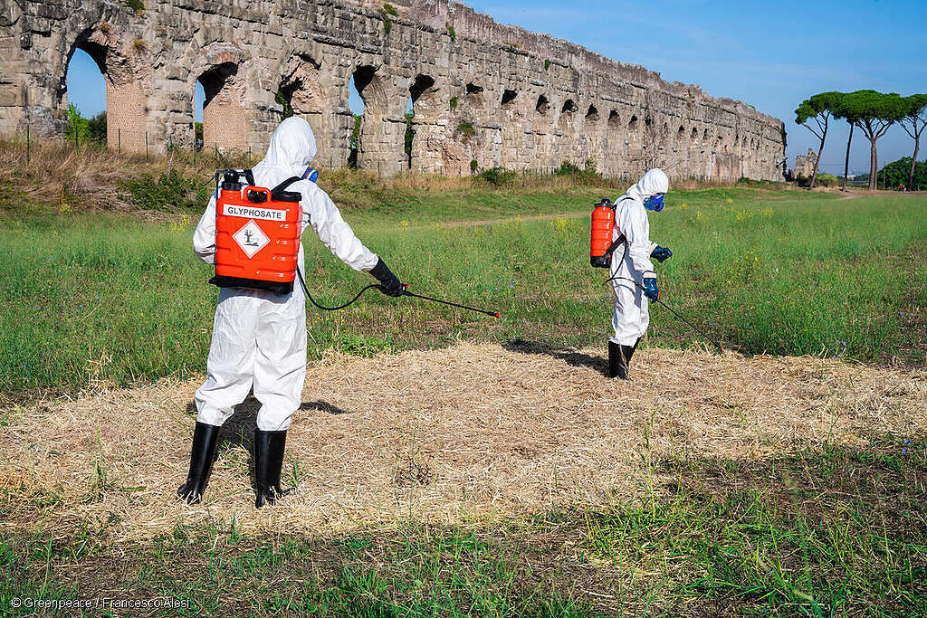 Activistas de Greenpeace, vestidos con trajes de protección contra materiales peligrosos, protestan contra el uso de glifosato.