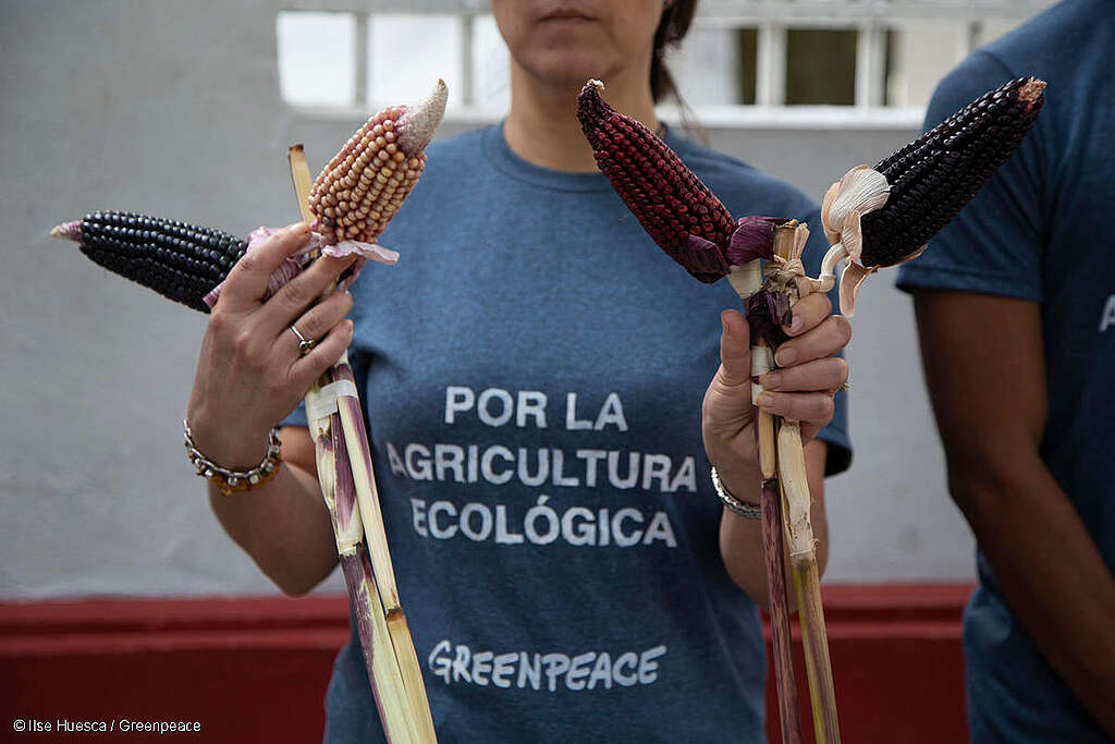 Activista de Greenpeace México sostiene variedades de maíz mientras usa una playera en la que se lee "Por la agricultura ecológica" en una acción para la Protección de las Especies Nativas de Maíz en México. Activista de Greenpeace México sostiene variedades de maíz mientras usa una playera en la que se lee "Por la agricultura ecológica" en una acción para la Protección de las Especies Nativas de Maíz en México.