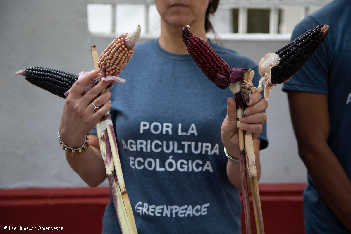 Activista de Greenpeace México sostiene variedades de maíz mientras usa una playera en la que se lee "Por la agricultura ecológica" en una acción para la Protección de las Especies Nativas de Maíz en México.