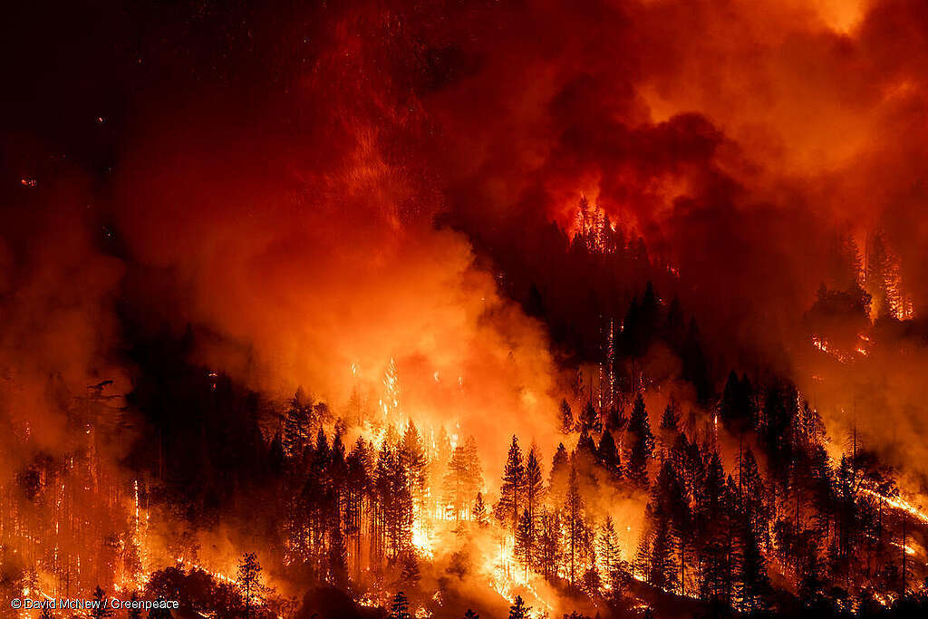 Fotografía de arboles entre llamas y humo (incendio forestal). Fotografía de arboles entre llamas y humo (incendio forestal).
