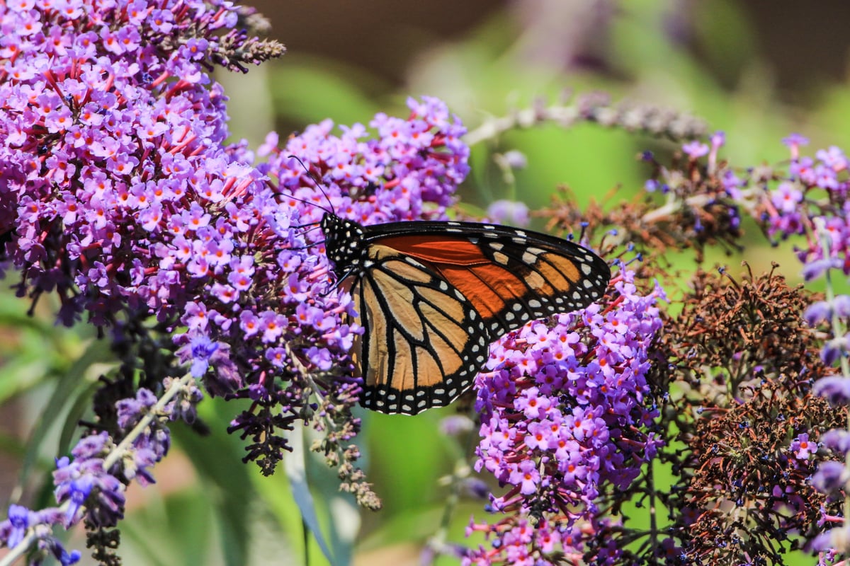 Monarch Butterfly in Canadian Boreal Forest. © Dave Taylor / Greenpeace Monarch Butterfly in Canadian Boreal Forest. © Dave Taylor / Greenpeace