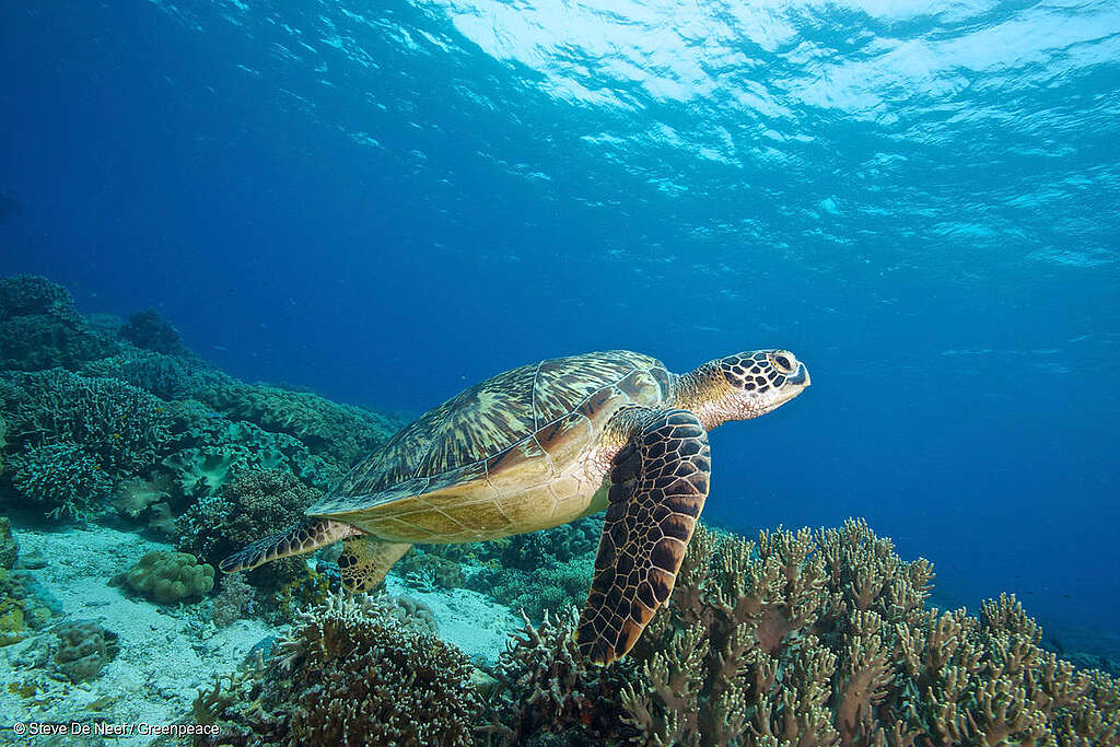 Fotografía submarina de una tortuga verde en la isla Apo. Fotografía submarina de una tortuga verde en la isla Apo.