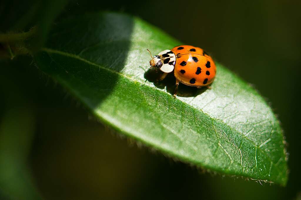 Ladybug Ladybug