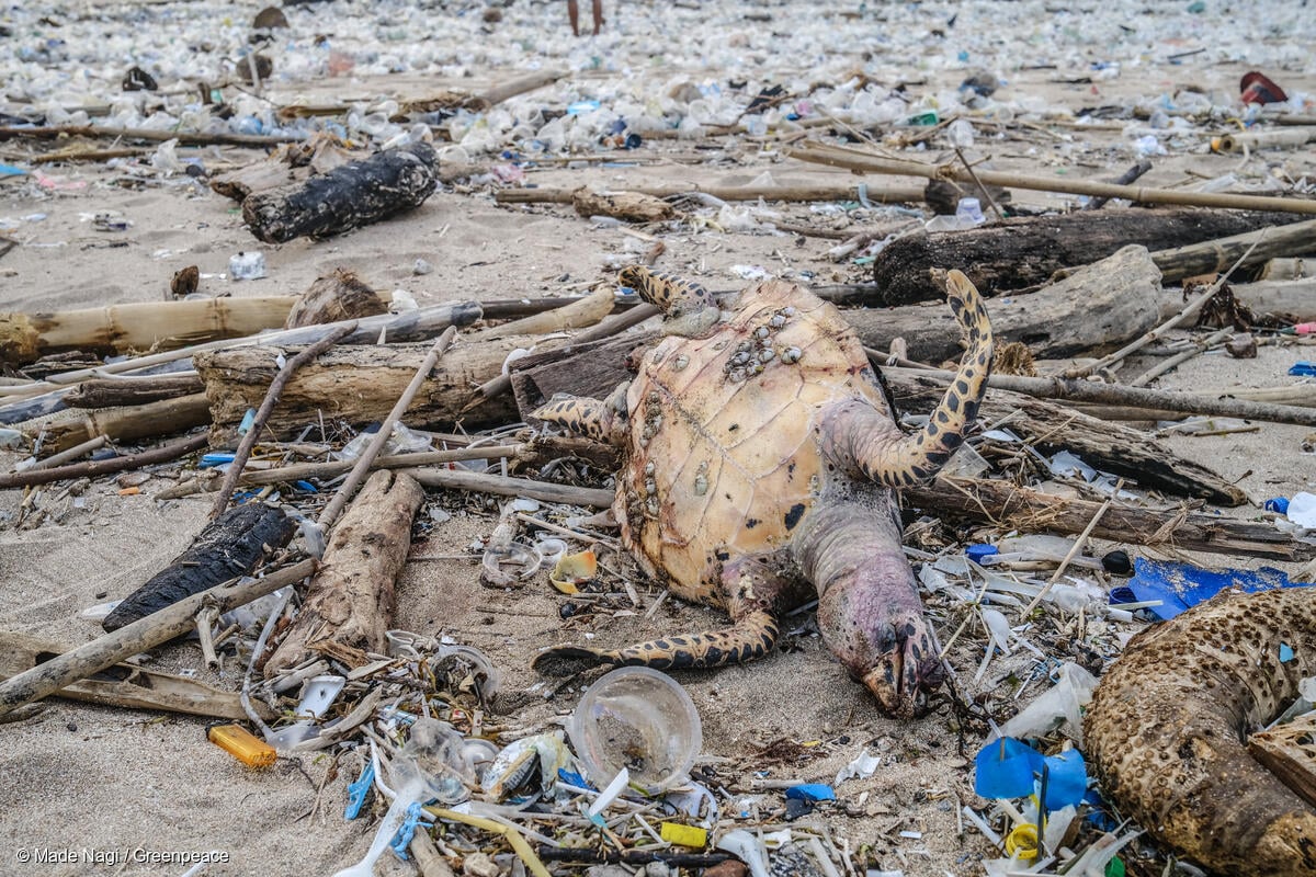 Fotografía del cadáver de una tortuga marina varada tras ser arrastrada por una ola y sepultada por residuos plásticos.