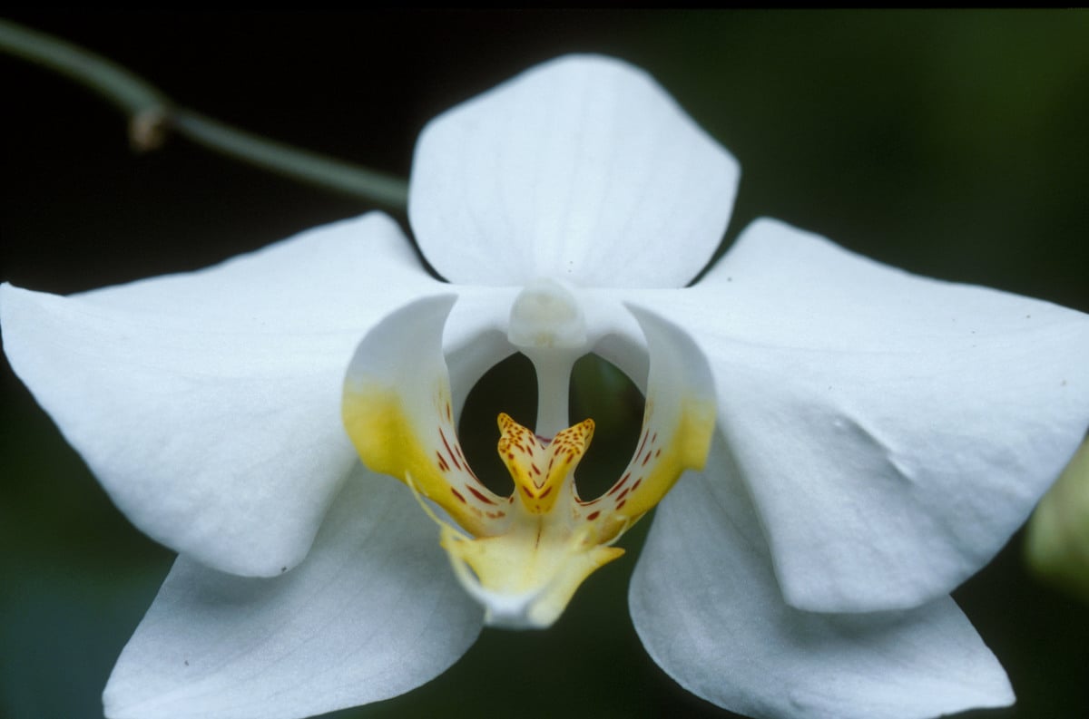 Orchid, Borneo, Malaysia. © Greenpeace / Takeshi Mizukoshi Orchid, Borneo, Malaysia. © Greenpeace / Takeshi Mizukoshi