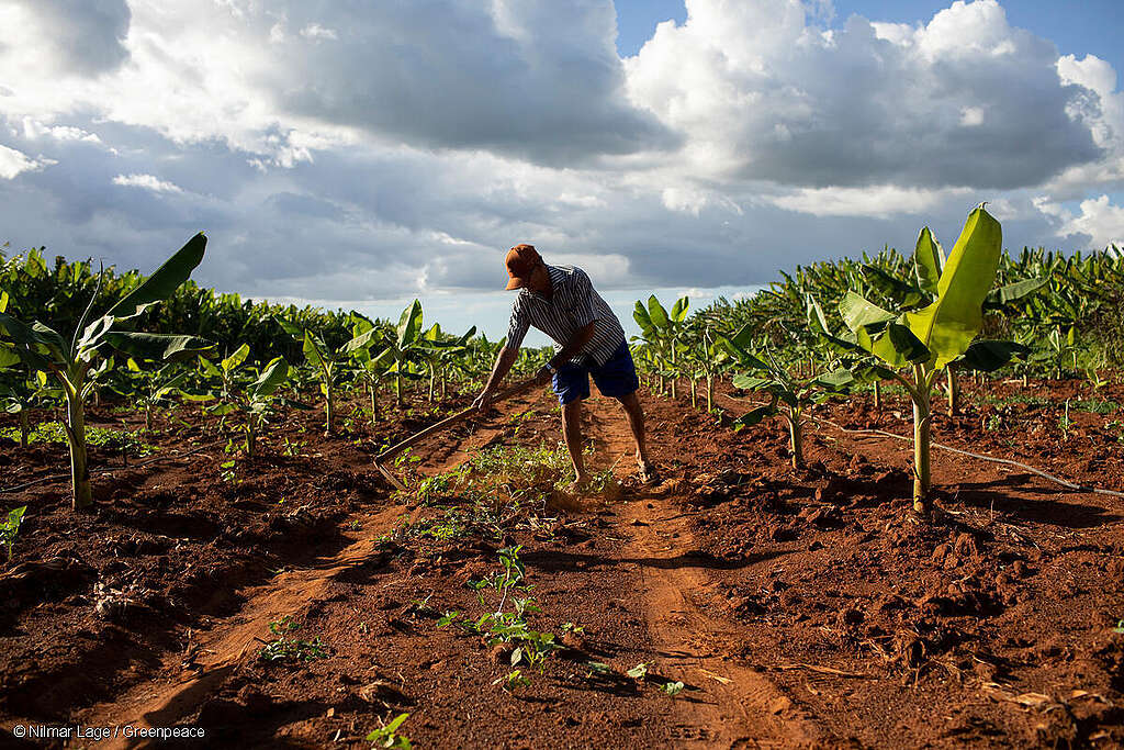 Hombre trabajando la tierra entre plantaciones de banano, rodeado de hojas verdes y racimos en formación. Hombre trabajando la tierra entre plantaciones de banano, rodeado de hojas verdes y racimos en formación.