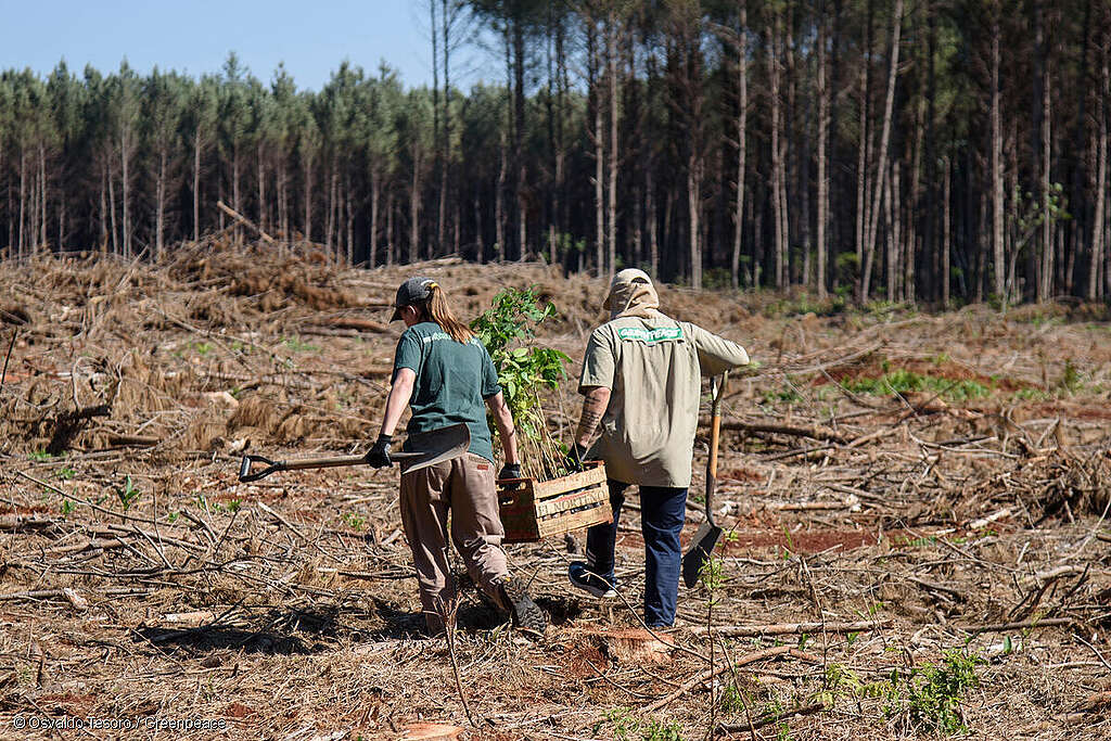 Dos activistas de Greenpeace sostienen una caja con plantas y árboles para reforestar, mientras caminan por el bosque deforestado. Dos activistas de Greenpeace sostienen una caja con plantas y árboles para reforestar, mientras caminan por el bosque deforestado.