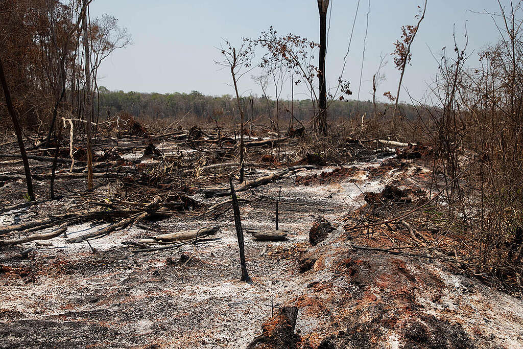 Fotografía panorámica de árboles talados y un bosque deforestado en Campeche, Fotografía panorámica de árboles talados y un bosque deforestado en Campeche,
