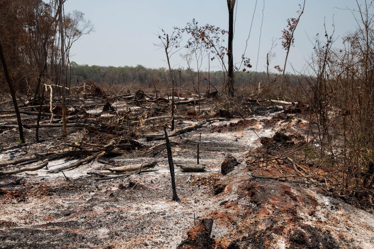 Qué es la deforestación y cómo afecta a tu vida diaria sin que lo notes
