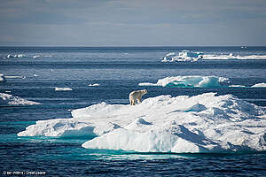 Fotografía panorámica de glaciares y osos polares caminando en hielo.