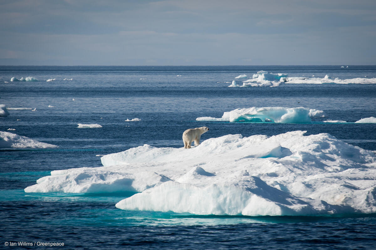 Fotografía panorámica de glaciares y osos polares caminando en hielo.