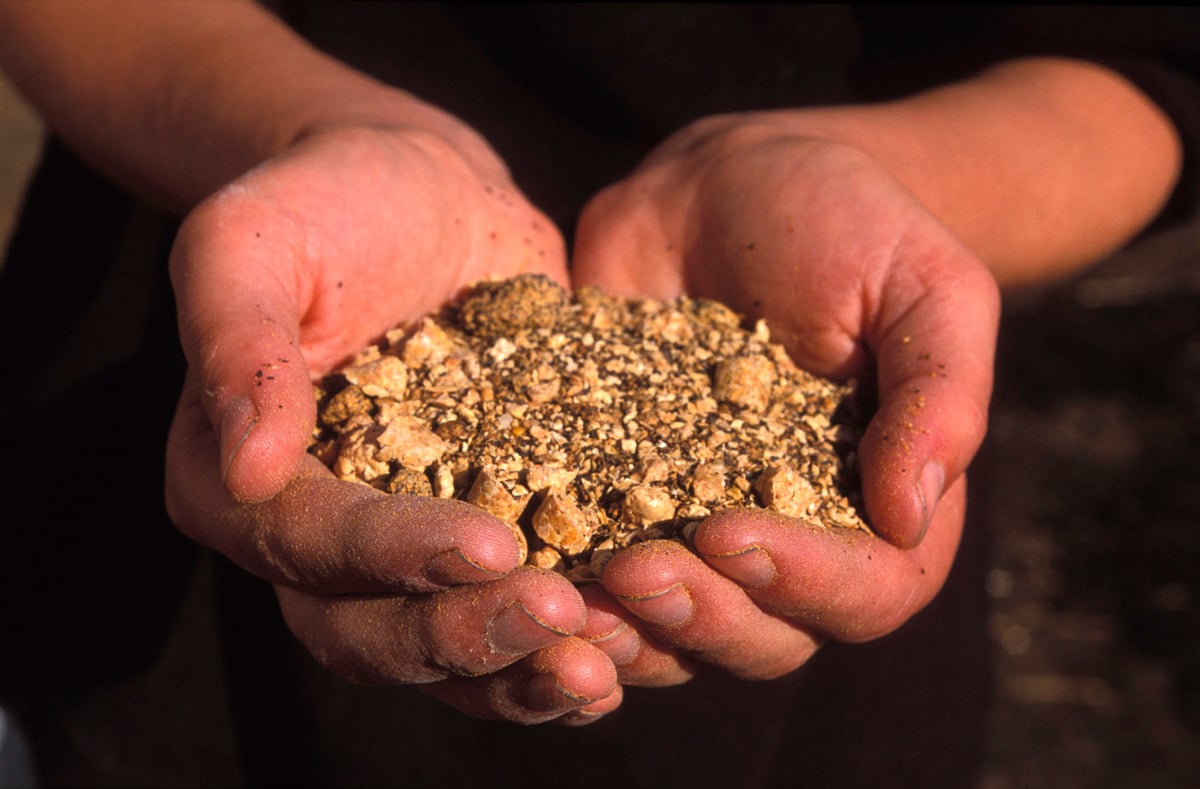 GE Cattle Feed in UK. © Greenpeace / Daphne Christelis GE Cattle Feed in UK. © Greenpeace / Daphne Christelis