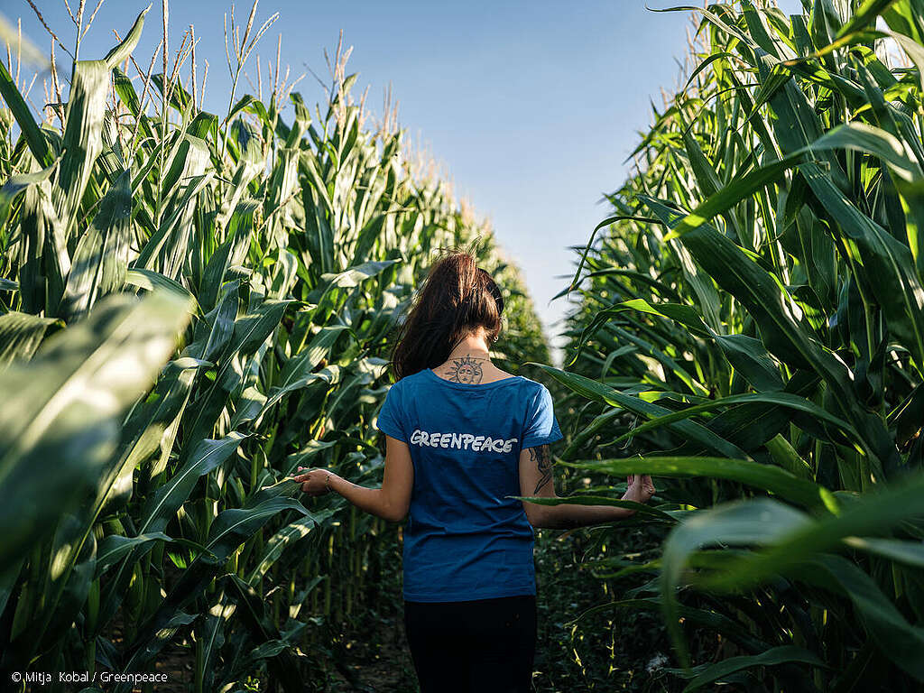 Fotografía de una mujer en campos de girasoles y maíz. Fotografía de una mujer en campos de girasoles y maíz.