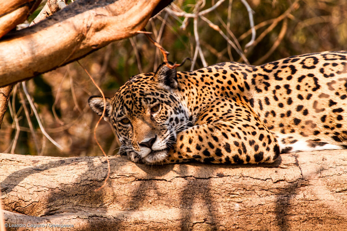 Fotografía de un Jaguar (Panthera onca) en el Pantanal, Brasil