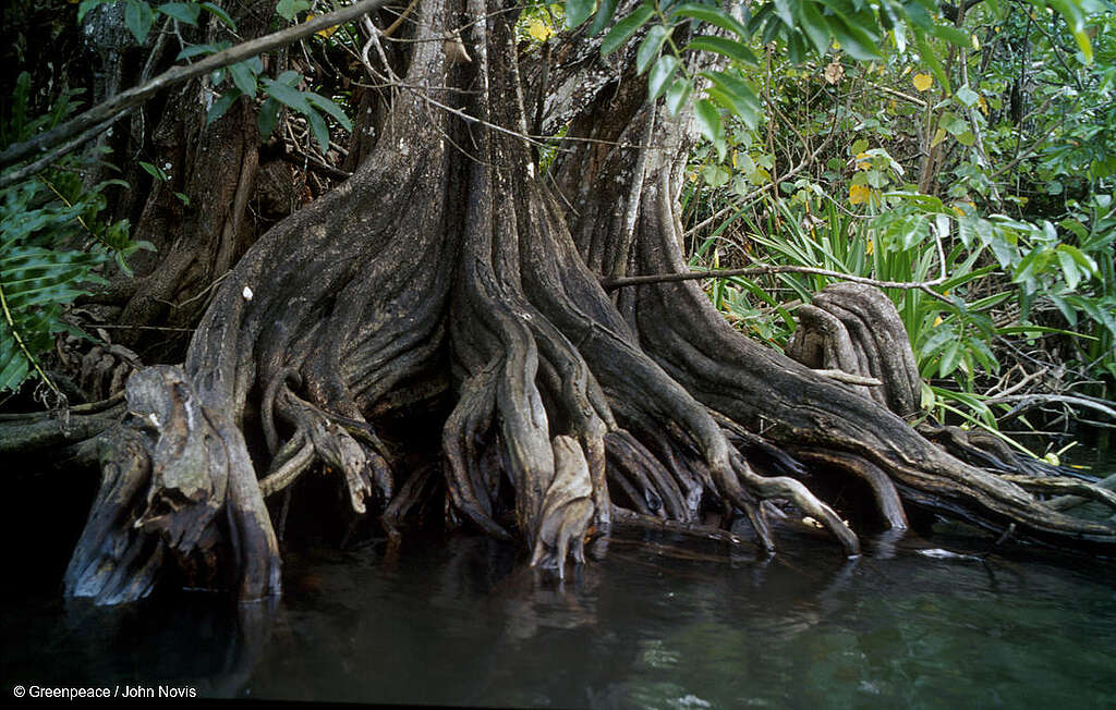 Toma de un manglar en la que es posible observar sus raíces. Toma de un manglar en la que es posible observar sus raíces.