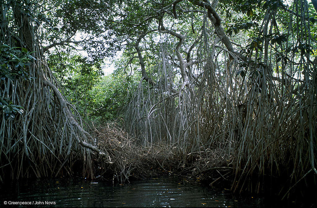 Toma panorámica de un manglar mexicano. Toma panorámica de un manglar mexicano.