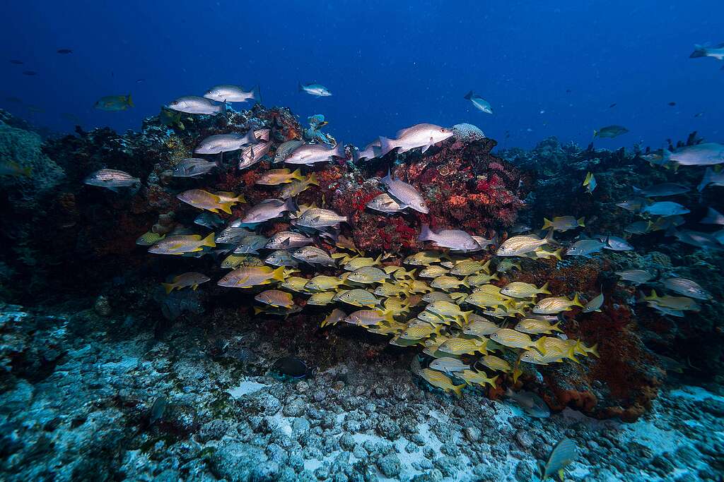Fotografía de peces en un arrecife de Coral en Cozumel.