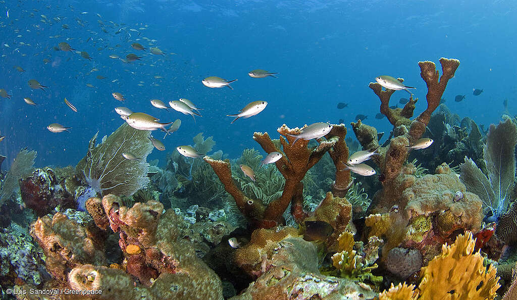 Toma submarina de un arrecife en el Golfo de México. Toma submarina de un arrecife en el Golfo de México.