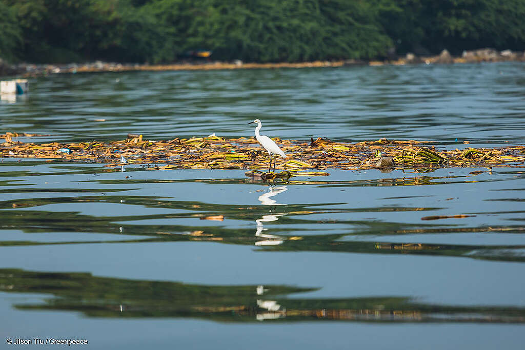 Toma panorámica de un manglar en la que se observa una garza posando en el centro. Toma panorámica de un manglar en la que se observa una garza posando en el centro.