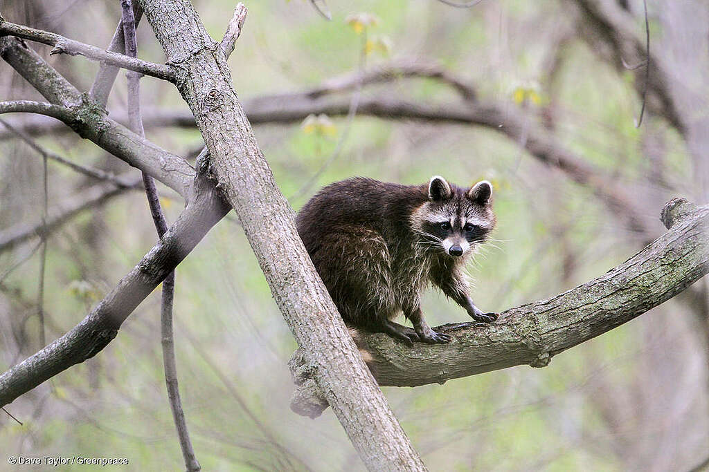 Fotografía de un mapache entre árboles. Fotografía de un mapache entre árboles.