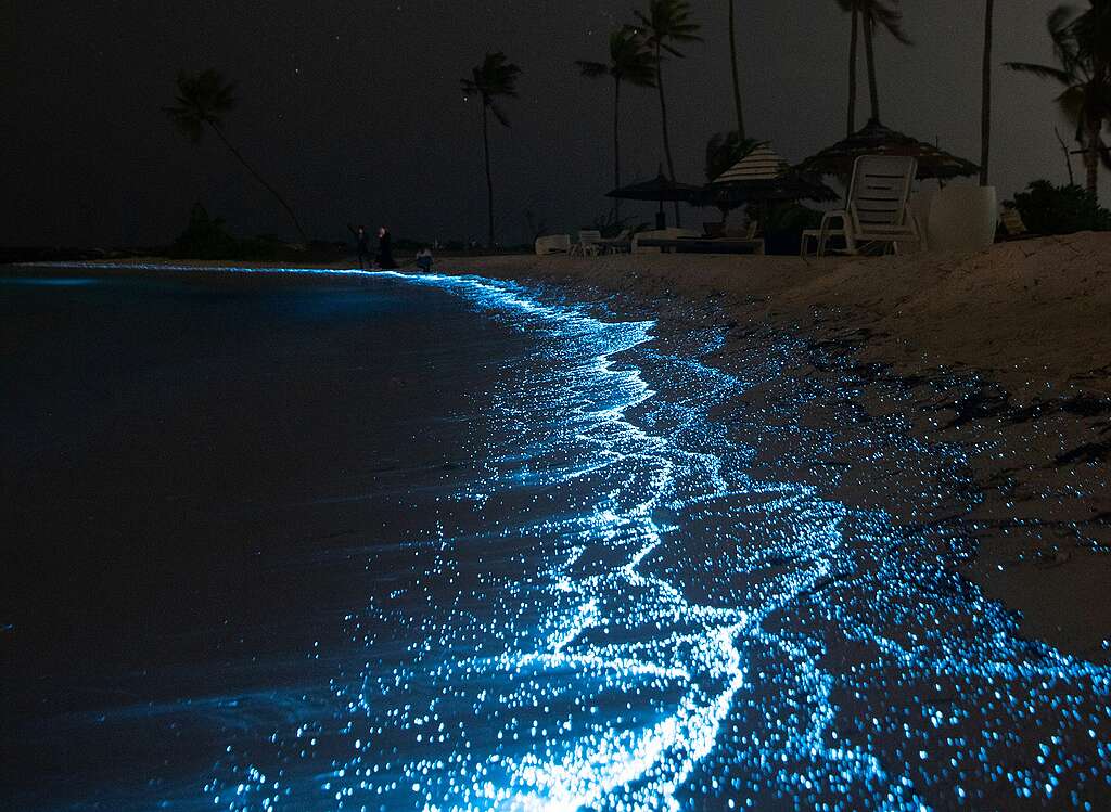 Fotografía de una playa por la noche, en la que se observa el mar iluminado por la bioluminiscencia.