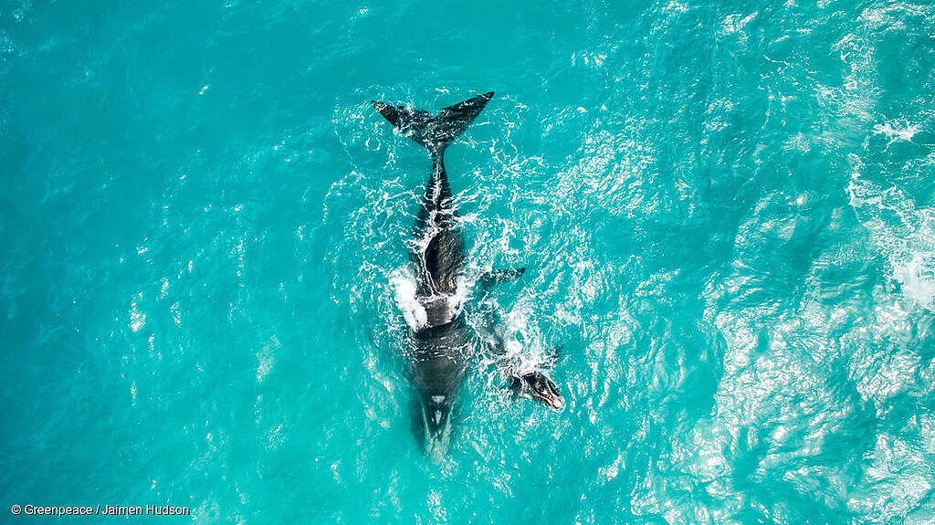 Toma aérea de La Gran Bahía Australiana en donde se pueden observar dos Orcas andando. Toma aérea de La Gran Bahía Australiana en donde se pueden observar dos Orcas andando.