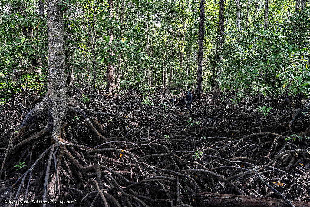 Toma panorámica de un manglar en la que es posible ver sus raíces.