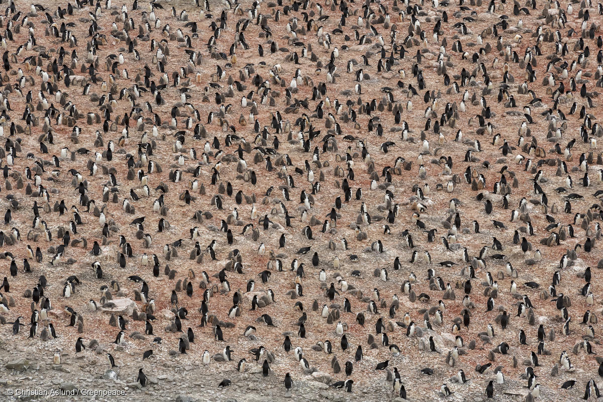 Colonia de pingüinos de barbijo en la isla Elefante, Antártida
