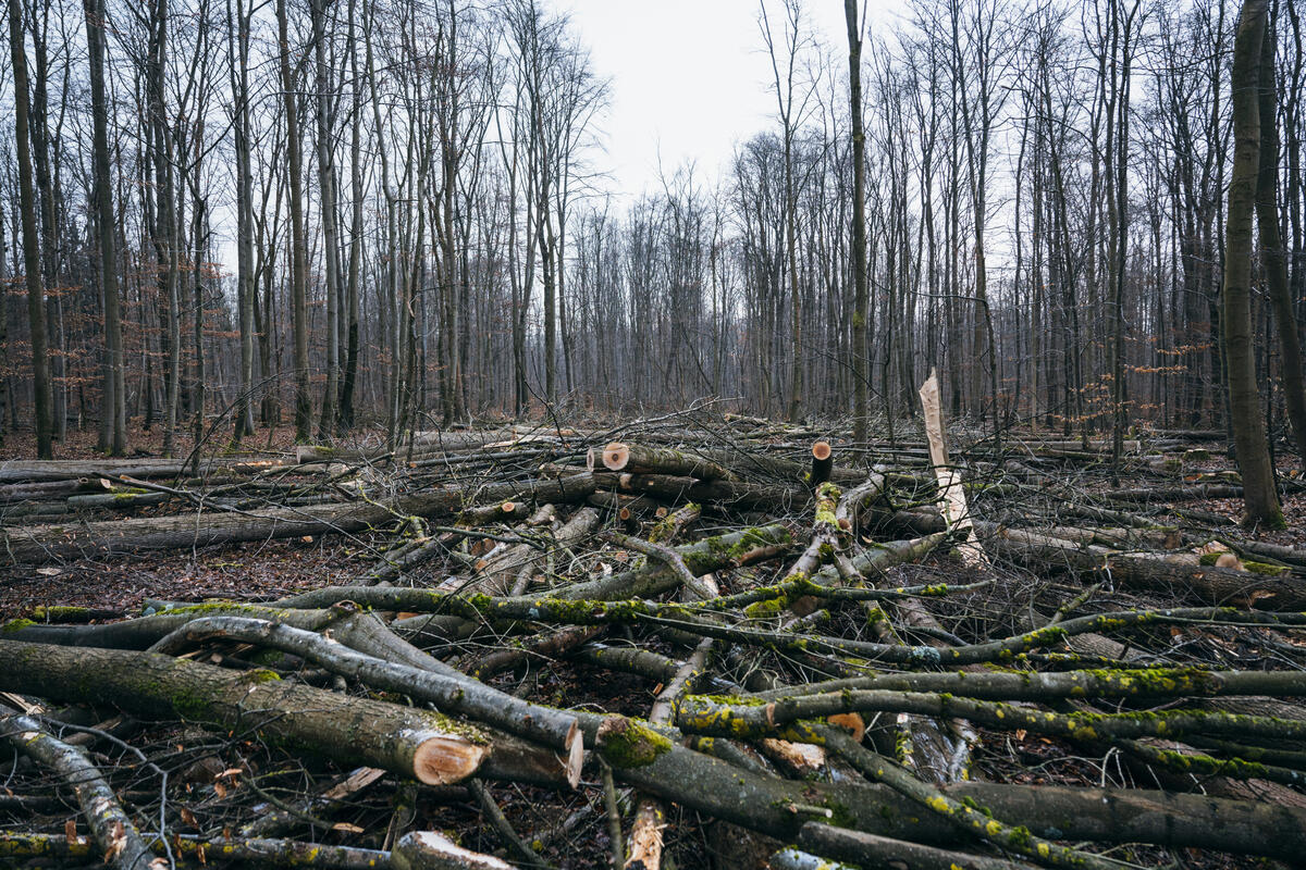Forest Protection Unit in Hainich in Thuringia. © Thomas Victor / Greenpeace
