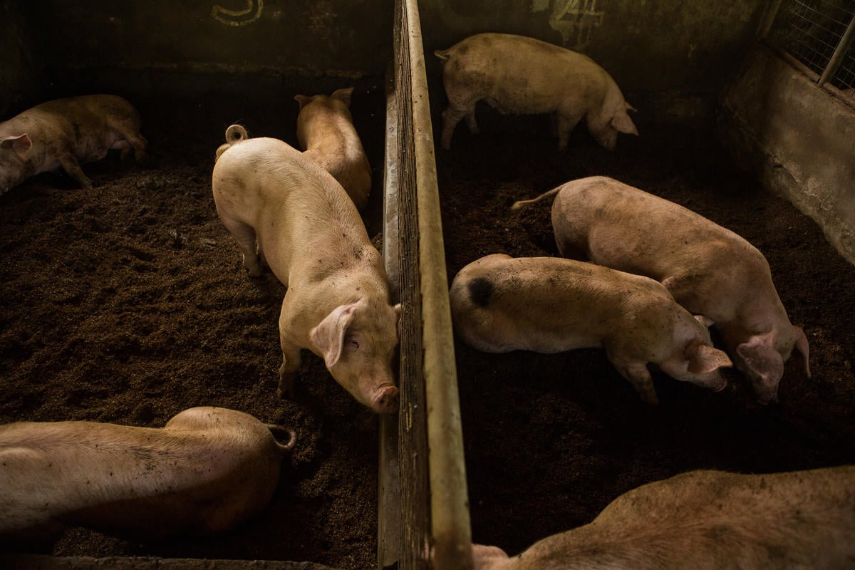 Pigs at Organic Farm in Majayjay, Philippines. © Geric Cruz / Greenpeace Pigs at Organic Farm in Majayjay, Philippines. © Geric Cruz / Greenpeace
