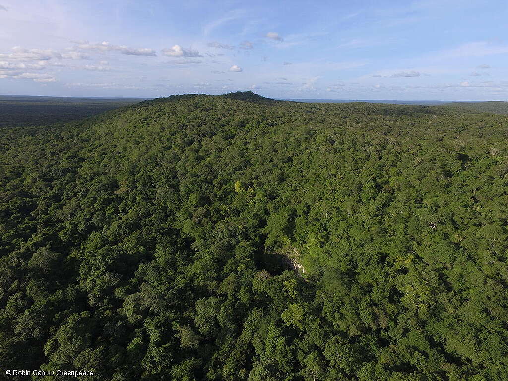 Toma aérea que muestra de forma panorámica la Selva Maya llena de árboles. Toma aérea que muestra de forma panorámica la Selva Maya llena de árboles.