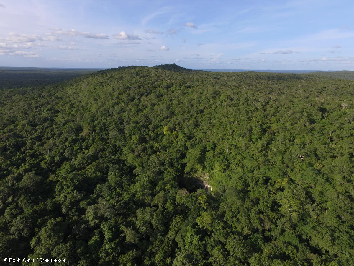 Toma aérea que muestra de forma panorámica la Selva Maya llena de árboles.