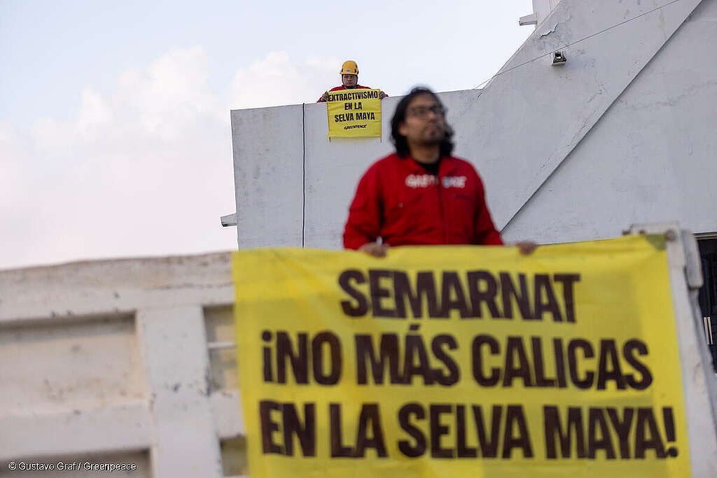 Activista de Greenpeace México sostiene una manta en la que se lee "SEMARNAT ¡No más calicas en la Selva Maya!"