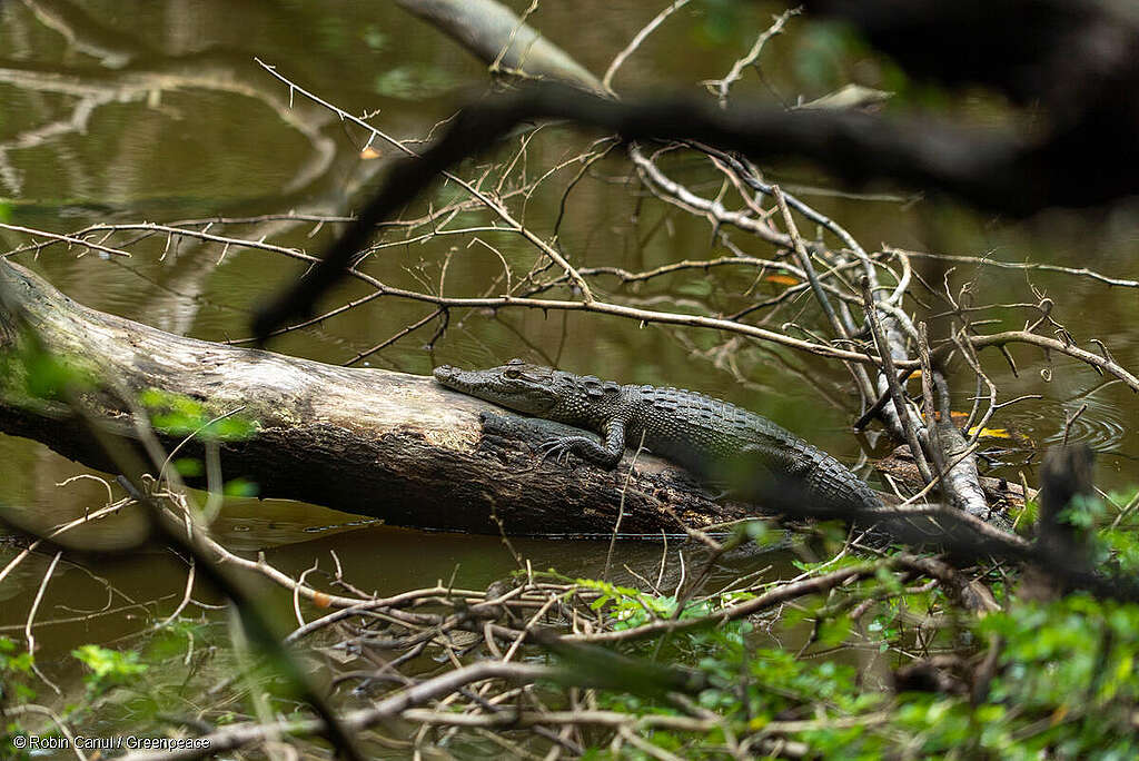 Fotografía de cocodrilo sobre un tronco en un lago.