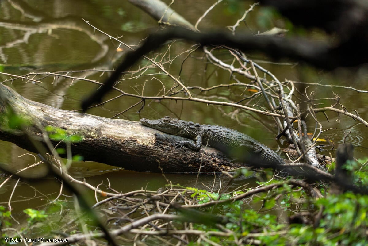 ¿Qué animales están en peligro de extinción en la península de Yucatán? De la rana yucateca al cocodrilo de pantano