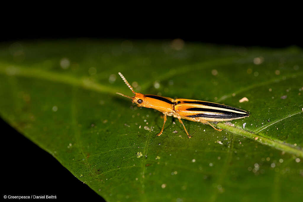 Fotografía de una luciérnaga sobre una hoja en el Parque Estatal Cristalino, en Brasil. Fotografía de una luciérnaga sobre una hoja en el Parque Estatal Cristalino, en Brasil.