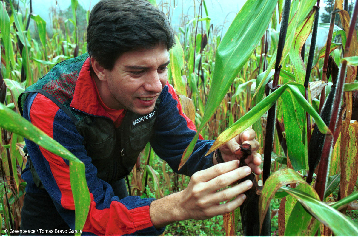 Fotografía de Gustavo Ampugnani, de Greenpeace México, inspeccionand maíz posiblemente contaminado genéticamente en Oaxaca, México.