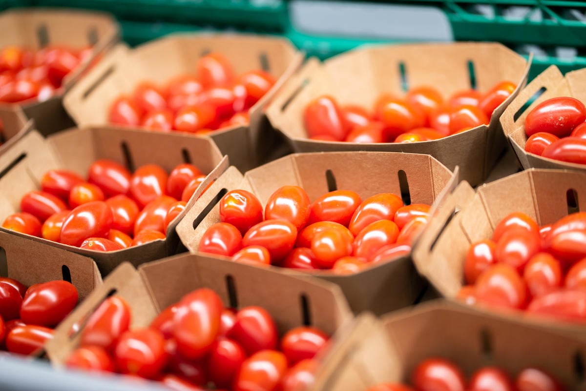 Tomatoes in Cardboard Boxes. © Isabelle Povey / Greenpeace