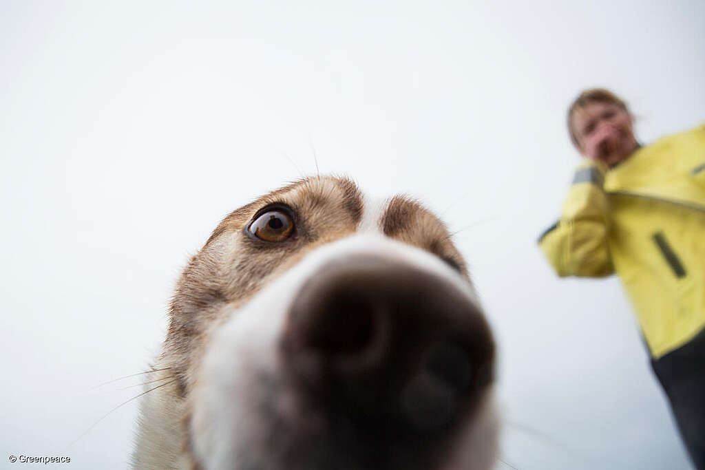 Fotografía de un perro muy cerca de la cámara. Fotografía de un perro muy cerca de la cámara.