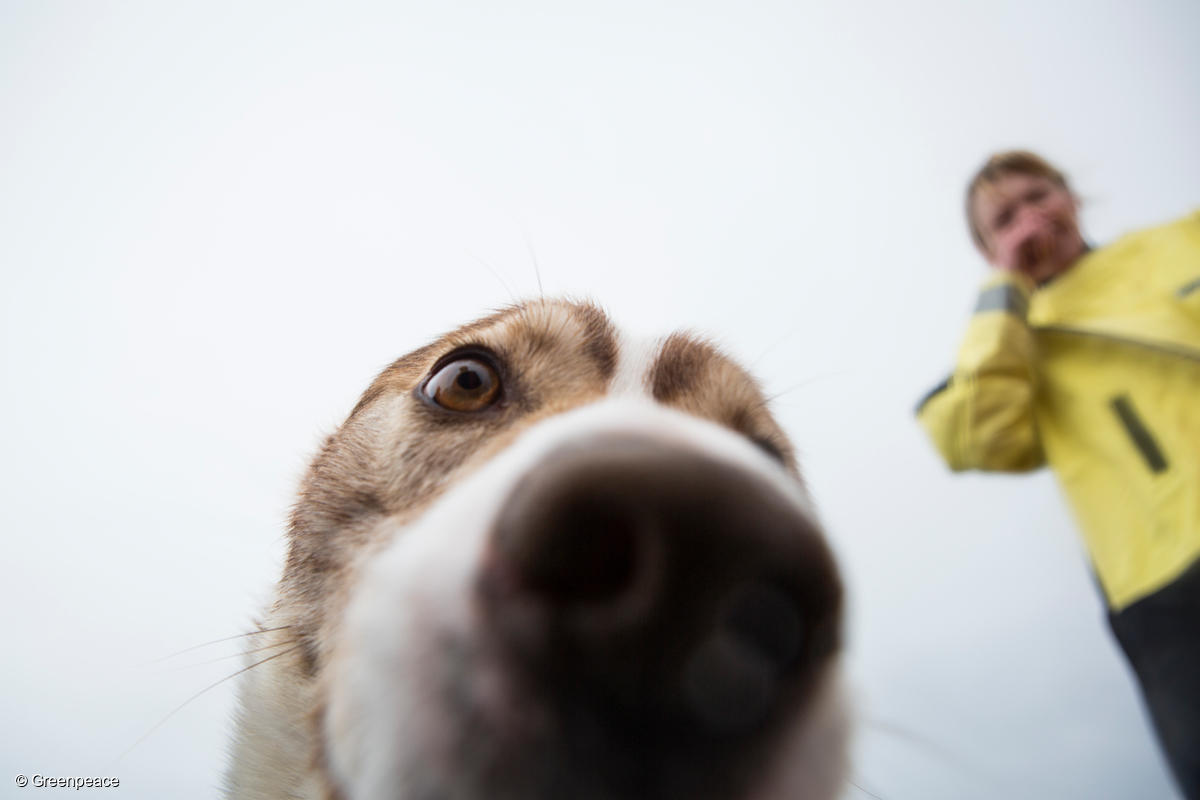 Fotografía de un perro muy cerca de la cámara.