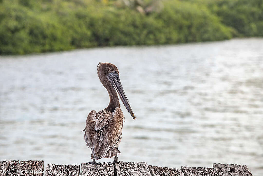 Fotografía de un ave en medio de la Reserva de la Biosfera de Sian Ka'an.