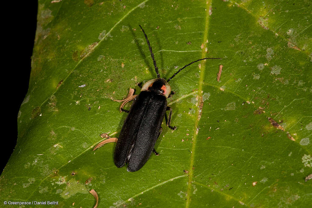 Primer plano de una luciérnaga sobre una hoja en el Parque Estatal Cristalino. Primer plano de una luciérnaga sobre una hoja en el Parque Estatal Cristalino.