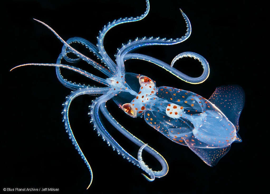 Fotografía de Blackwater: Calamar Enope de orejas afiladas (Ancistrocheirus lesueurii)
