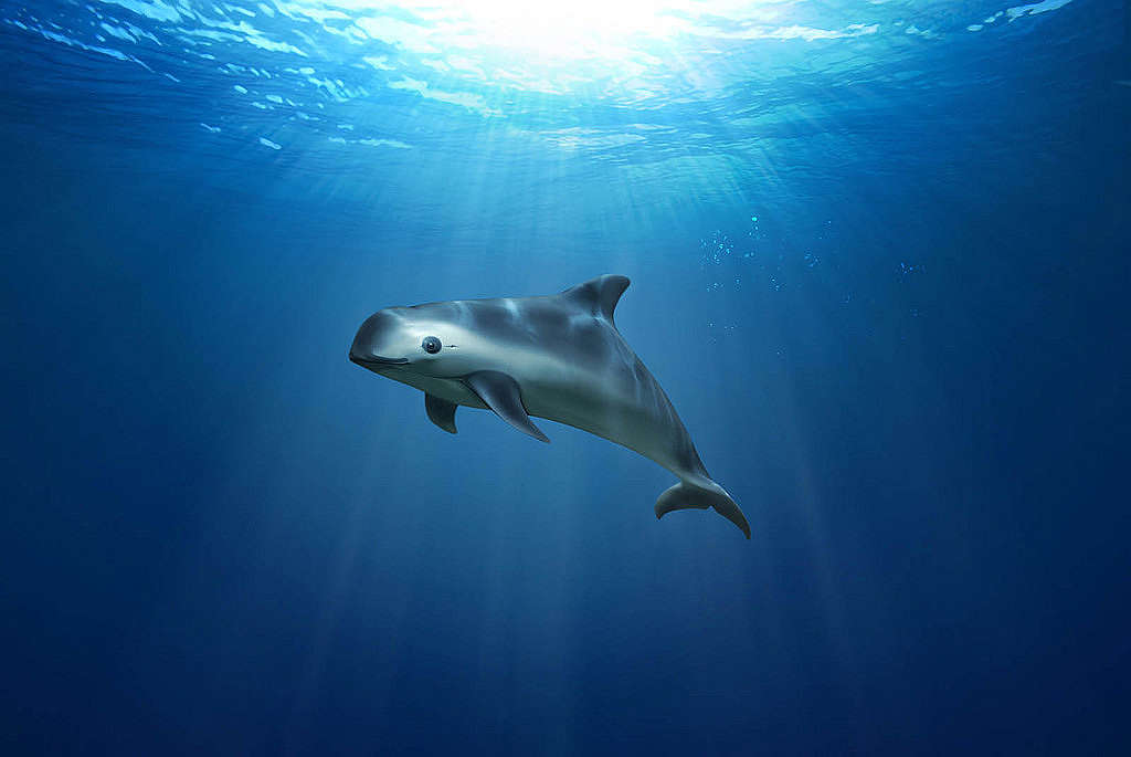 Ilustración de vaquita marina.