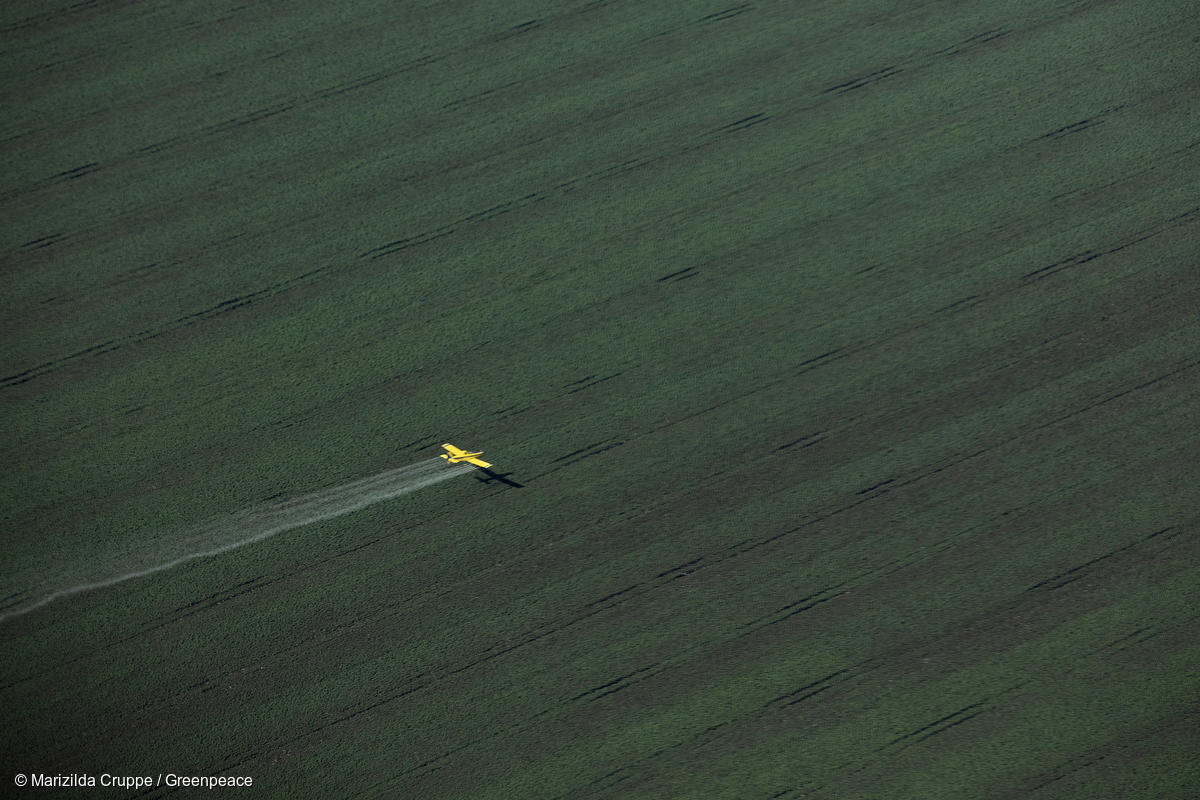 Toma aérea de avión que rocía pesticidas sobre una plantación, en el municipio de Riachão das Neves.