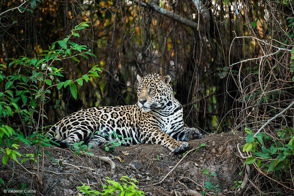 Fotografía de un Jaguar (Panthera onca) en la Amazonia brasileña. Fotografía de un Jaguar (Panthera onca) en la Amazonia brasileña.
